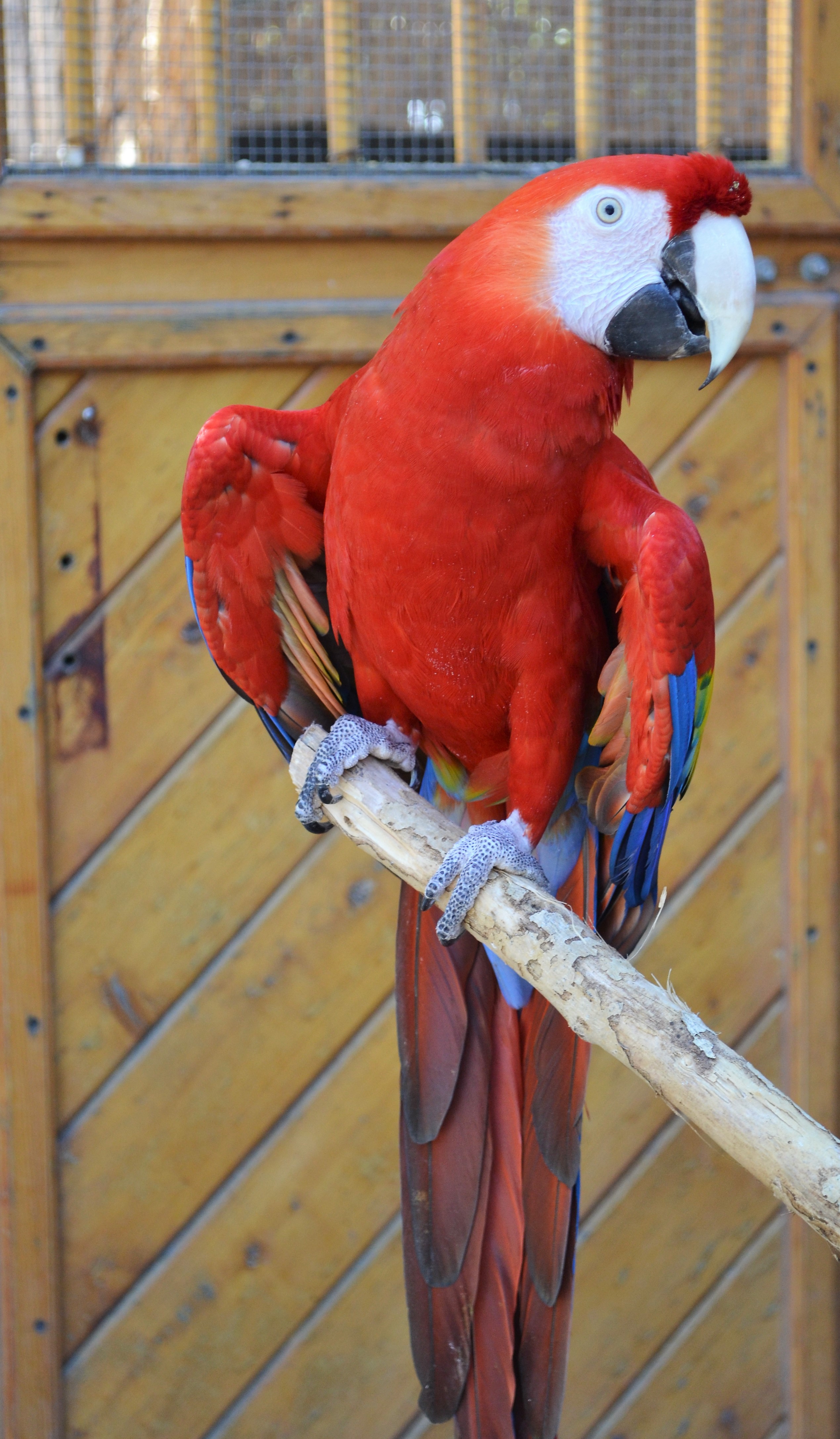 Macaw 2 BioPark Connect Parrots