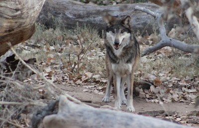 ryder-wolf-biopark