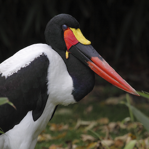 Saddle Billed Stork Headshot