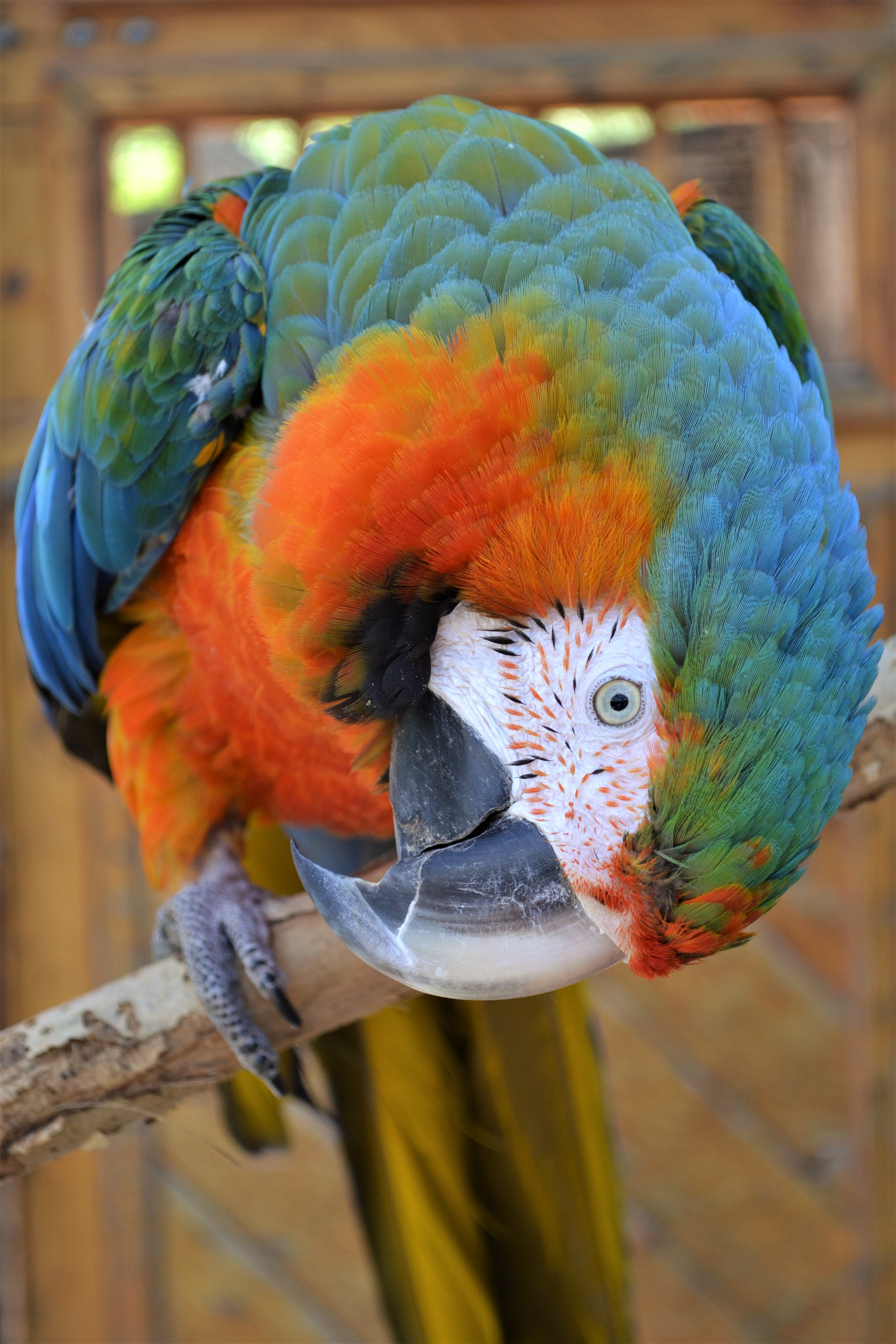 Macaw BioPark Connect Parrots