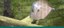 Salt Marsh Banner