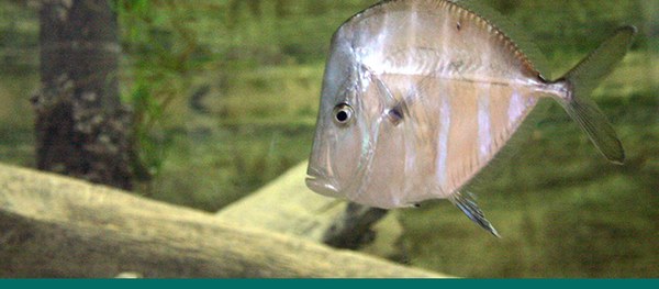 A fish swimming in a tank.