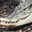 Saltwater Crocodile Headshot Animal Yearbook