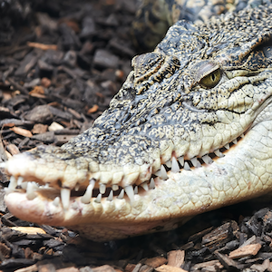 Saltwater Crocodile Headshot Animal Yearbook