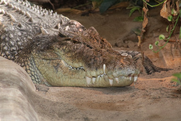 Saltwater crocodile "John" male Sept. 2016