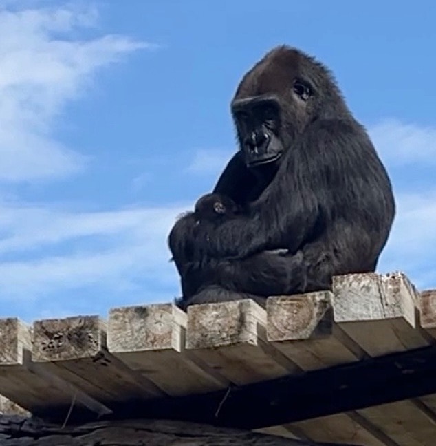 samantha and baby gorilla