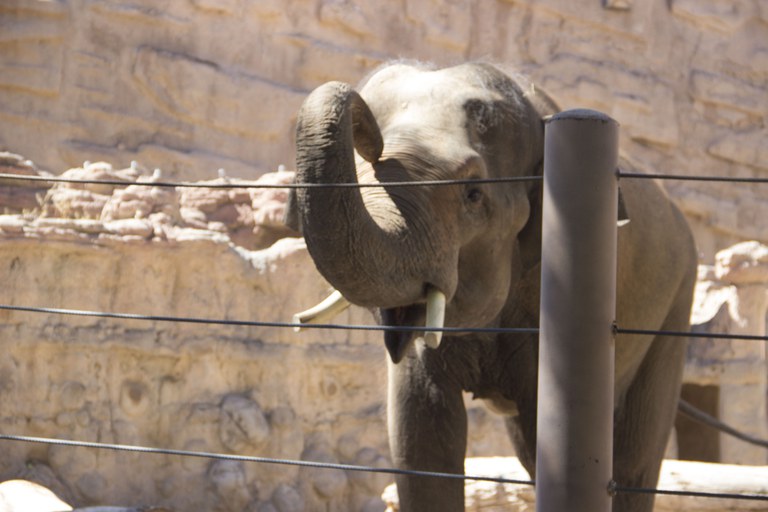 Samson the male elephant training at the ABQ BioPark. 2016. 