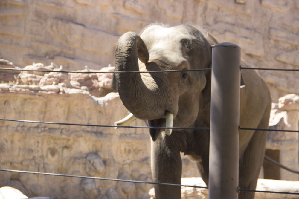 Samson the male elephant training at the ABQ BioPark. 2016. 