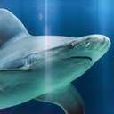 Sandbar Shark Headshot Aquarium Yearbook
