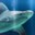 Sandbar Shark Headshot Aquarium Yearbook
