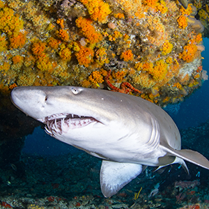 Headshot of Sand Tiger Shark