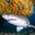 Sand Tiger Shark Headshot Aquarium Yearbook