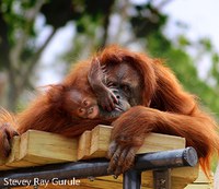 orangutans mom sarah and baby pixel