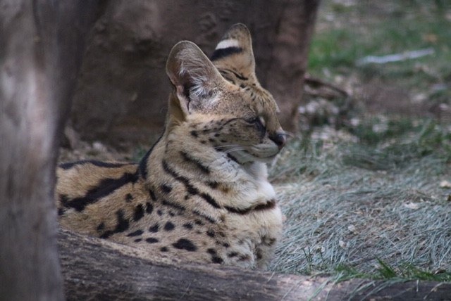 Savannah the Serval