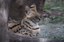 Savannah the Serval