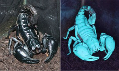 Scorpions glowing under blacklight