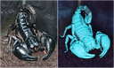 Scorpions Glowing