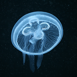 Jellies Headshot