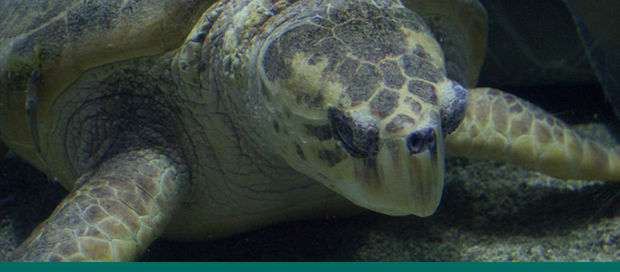 Sea Turtle Banner