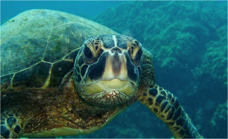 Sea Turtle Stock Image