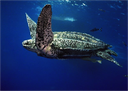 Sea Turtle Stock Image 2 Sea Turtle Stock Image 2