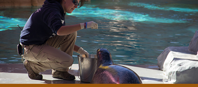 seal and sea lion feeding banner
