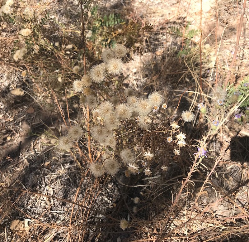 A small cluster of flowers that have gone to seed.