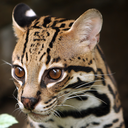 Serval Headshot Animal Yearbook