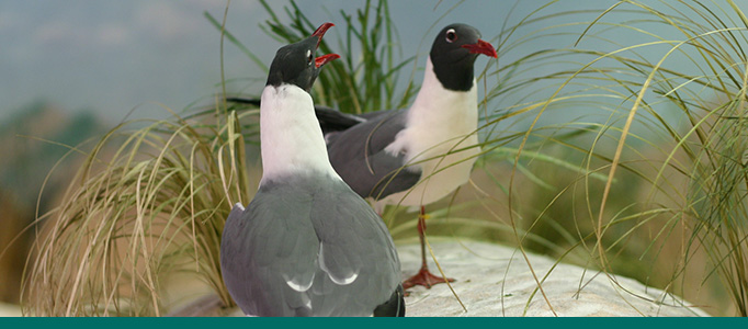 Two gulls stand on a rock in the Shallows and Shores exhibit.
