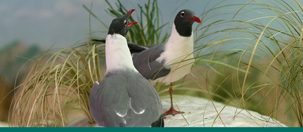 Two gulls stand on a rock in the Shallows and Shores exhibit.