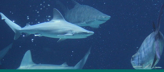 sandbar sharks