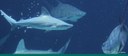 shark banner for aquarium