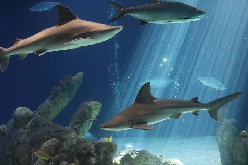 Group of Sharks Swimming at the Aquarium