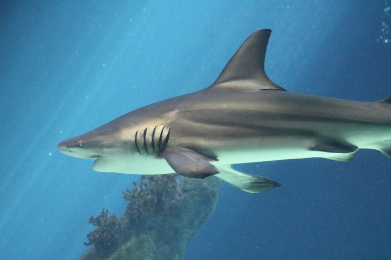 Shark swimming in the Shark Tank Aquarium