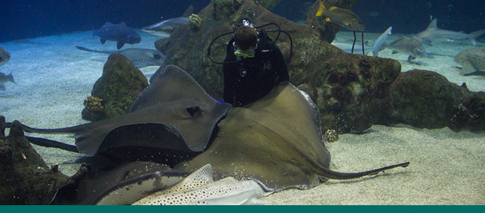 Diver feeding rays in the Shark Tank.