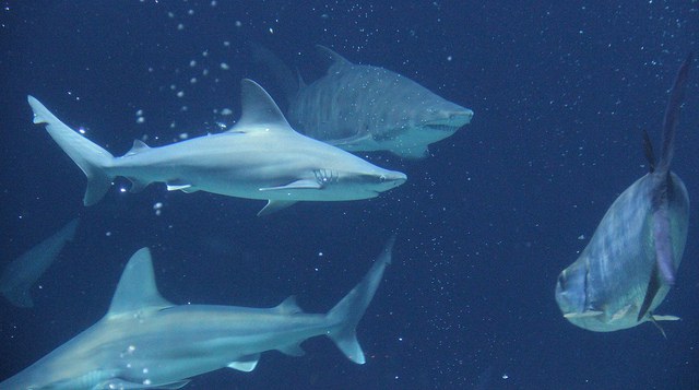 Sharks