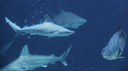 Sharks