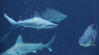 Sharks and fish swim in the large aquarium tank.