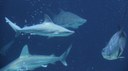 Sharks
