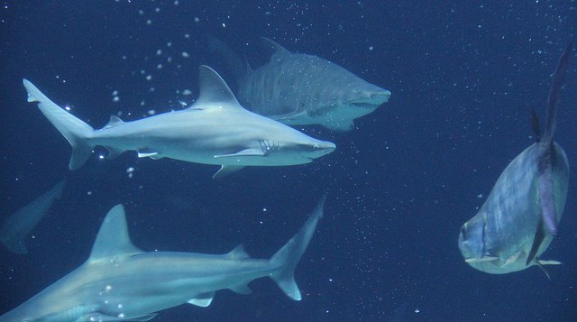 Sharks
