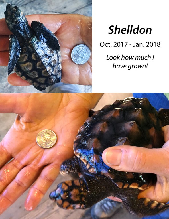 The growth of Shelldon the turtle at the Aquarium.