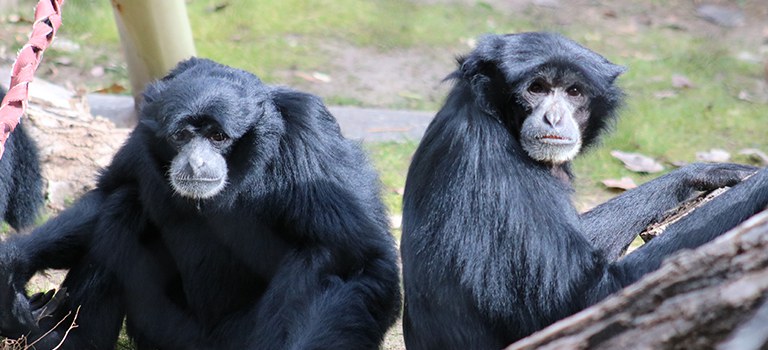 Siamang couple