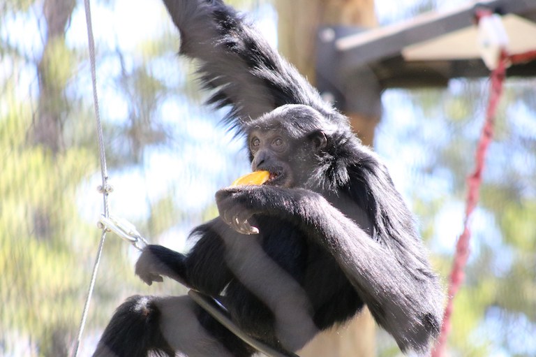 Siamang Eating an Orange