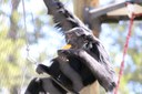 Siamang Eating an Orange