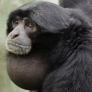 Siamang Headshot 