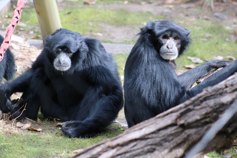 Two Siamangs at the BioPark