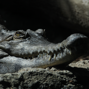 Slender Snouted Crocodile Headshot 