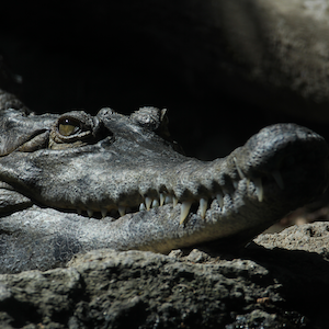 Slender Snouted Crocodile Headshot Animal Yearbook
