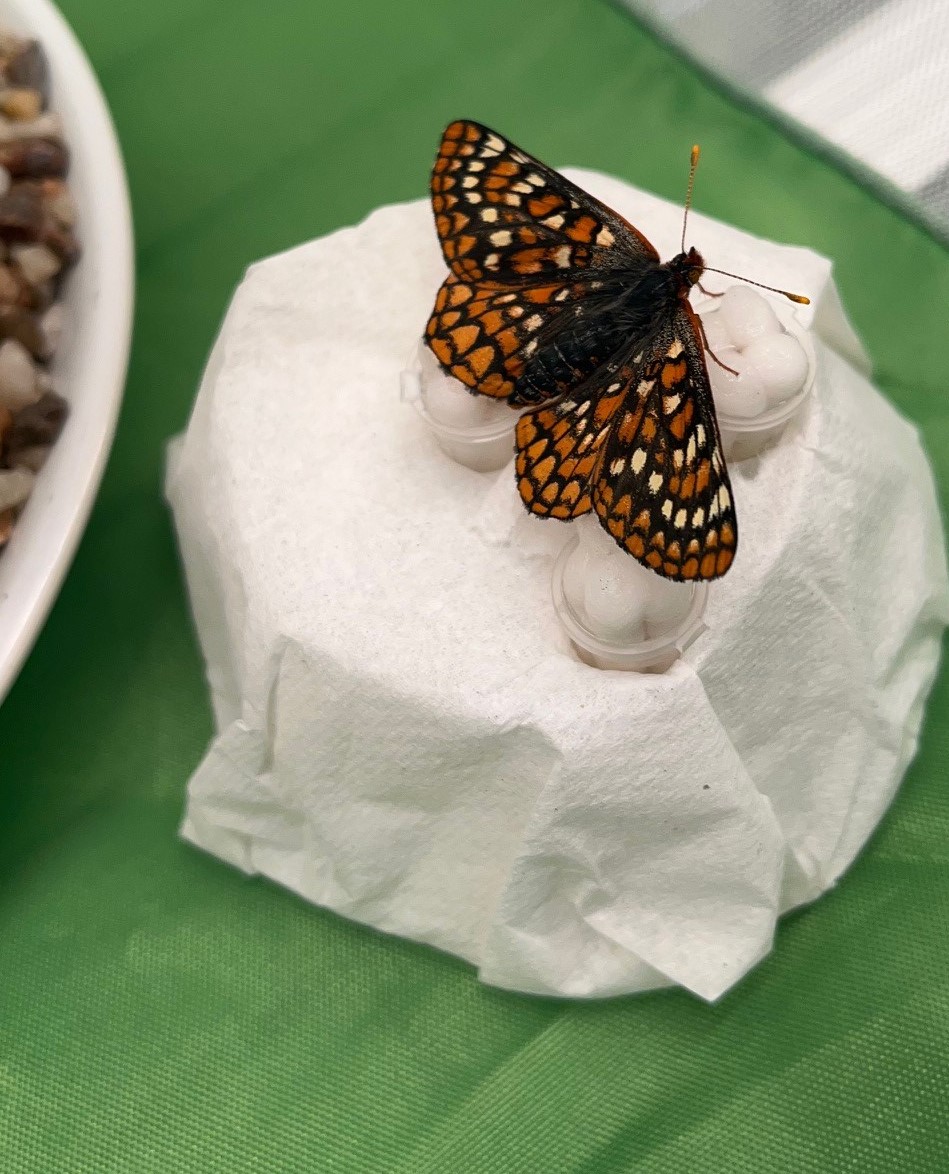 Checkerspot Butterfly