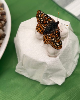 Sacramento Mountains checkerspot butterfly